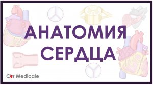 Анатомия сердца