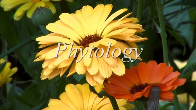 Diploma in Herbology - Royal Botanic Garden Edinburgh смотреть онлайн