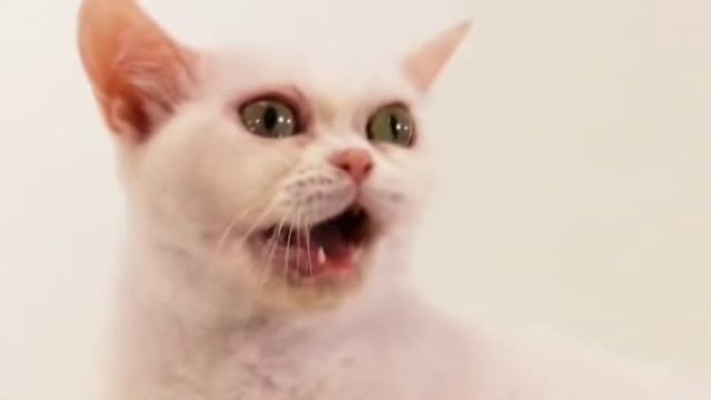 🐱 Cats 101 🐱 AMERICAN WIREHAIR - Top Cat Facts about the AMERICAN WIREHA #KittensCorner смотреть онлайн