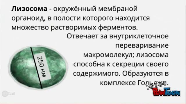 "…А в попугаях я гораздо длиннее!" | Михеева Екатерина смотреть онлайн