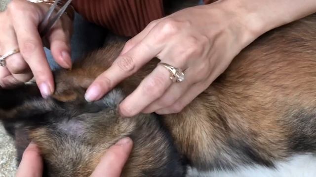 Remove a lot of Ticks From a Dog using Gasoline - Many Ticks on Dog Body смотреть онлайн