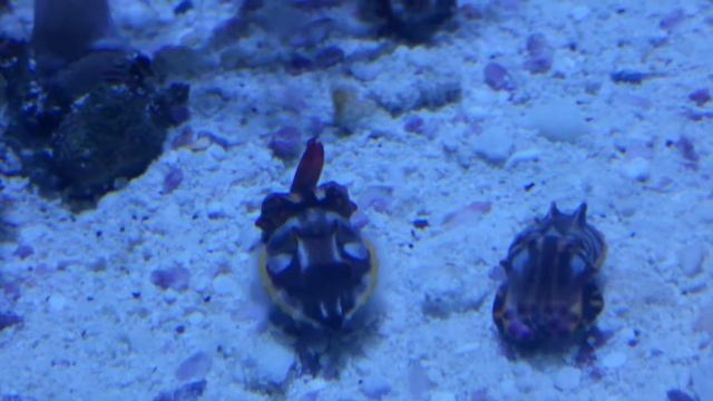 Flamboyant Cuttlefish Changing Colors. Very Beautiful!