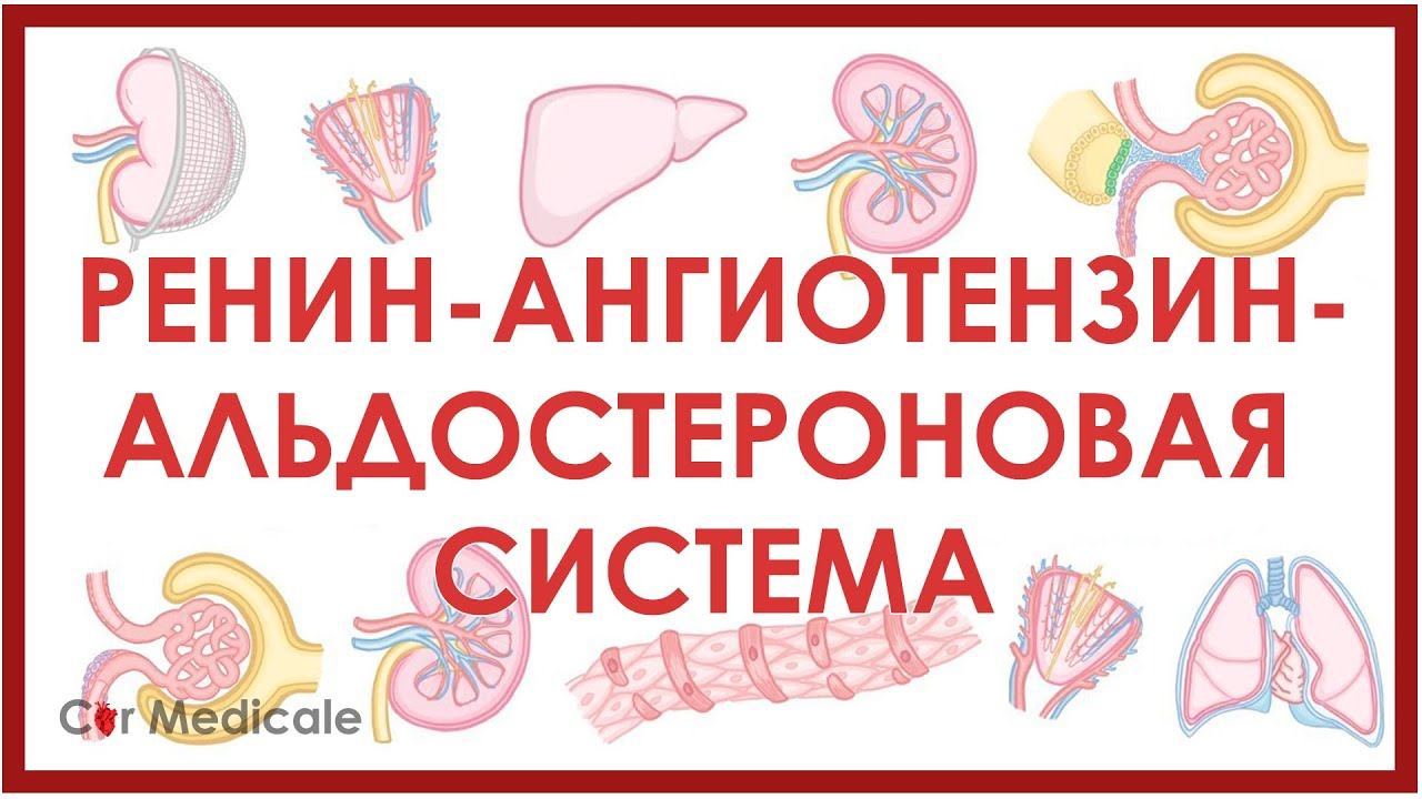 Ренин-ангиотензин-альдостероновая система: что такое, механизм действия, гормоны/компоненты