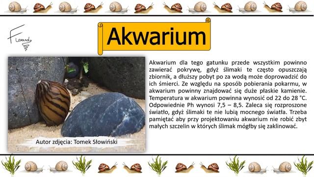 Neritina Zebra - Ślimak Akwariowy / odc 5 смотреть онлайн