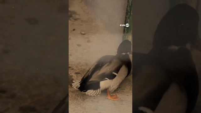 Қоплон ўлжасини нега емади? – Тошкент ҳайвонот боғидан эксклюзив лавҳа смотреть онлайн