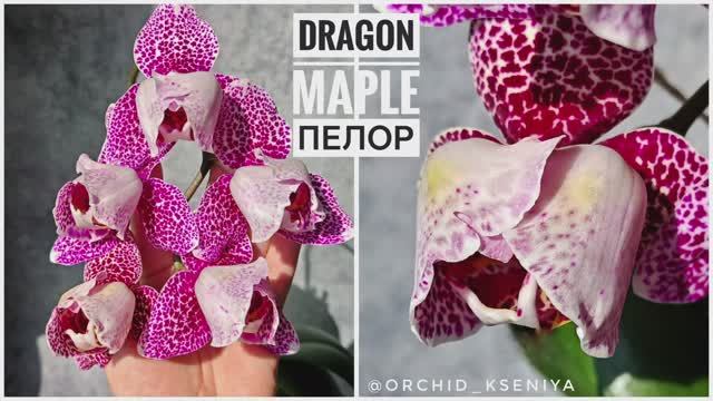 Phal. Dragon Maple пелор от Son Ya Orchids Nursery | Крупноцветковая орхидея Драгон Мэпл | Обзор💖 смотреть онлайн