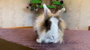 Кролик Баффи