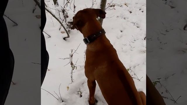 Охота на льва смотреть онлайн