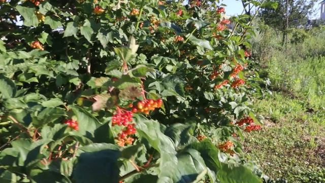 Пёрышко.mp4 смотреть онлайн