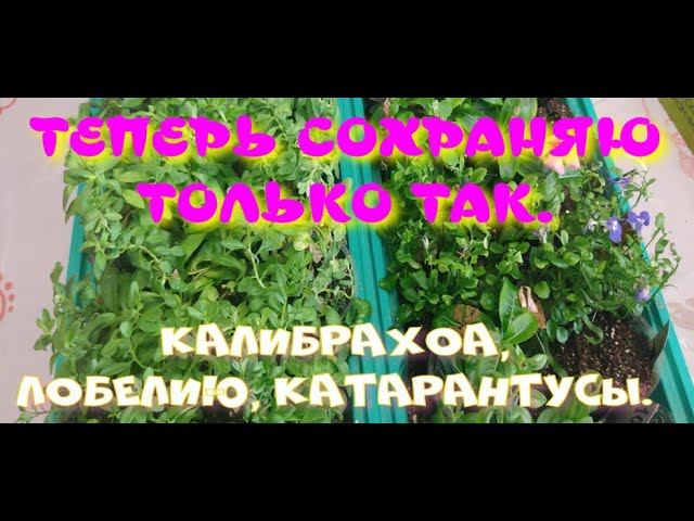 Теперь сохраняю только так! Как сохранить калибрахоа, лобелию, катарантусы? смотреть онлайн