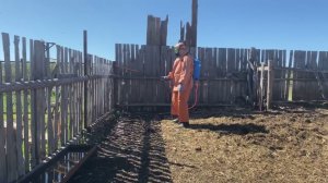 В селах Сурского района наблюдается спад мошки по сравнению с прошлым годом.