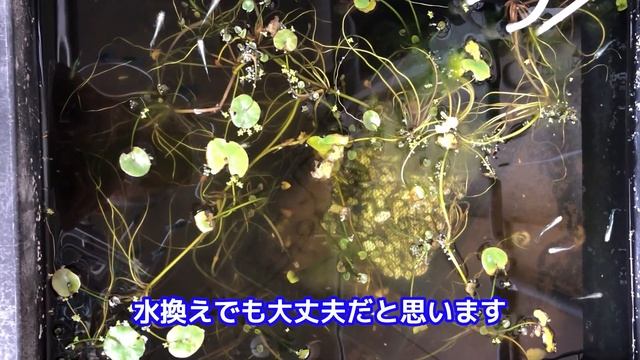 【メダカ】春産卵爆発！3月のメダカ飼育、春の準備でこれだけやれば安心！ смотреть онлайн