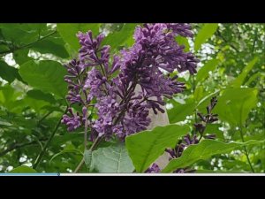 Венгерская сирень для Сибири.