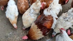 Подрезаем крылья курам