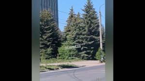 В промзоне Заволжья заметили заблудившегося лося.