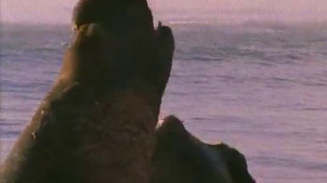 BBC  Ребятам о зверятах S1 E16 480