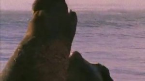 BBC  Ребятам о зверятах S1 E16 480