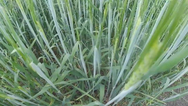 Поле пшеничное в Сибири/Wheat field in Siberia смотреть онлайн