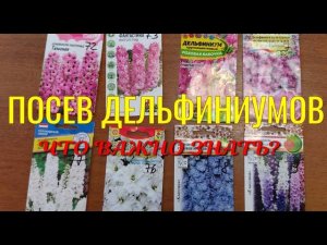 Дельфиниумы из семян.