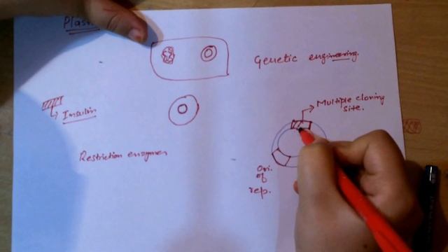 PLASMID - Structure, Function In Genetic Engineering | BOTANY SNOW
