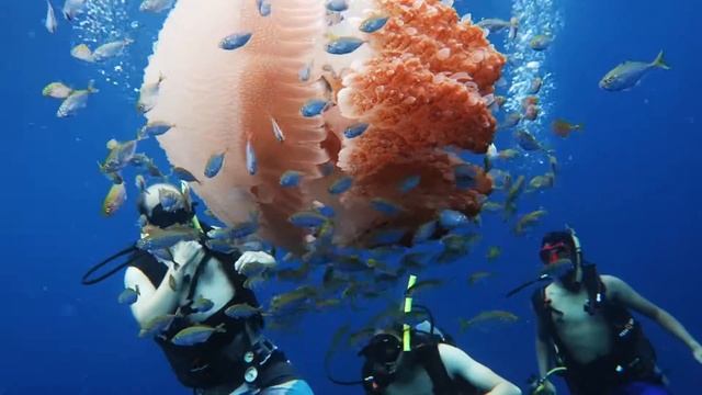 rhizostomeae jellyfish смотреть онлайн