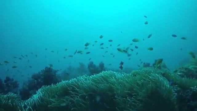 Is here Palau ?　（apnea freediving) смотреть онлайн