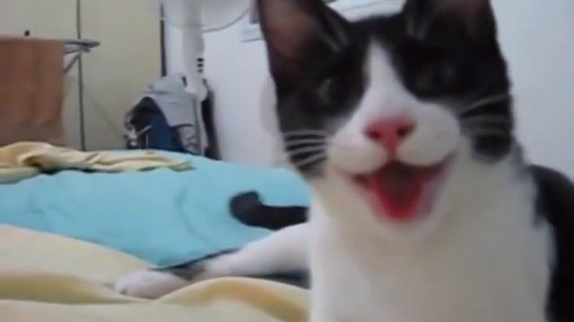 Собака, которая случайно родилась кошкой)))