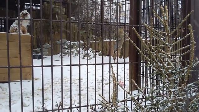 Зоопарк.ВОЛКИ. смотреть онлайн