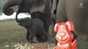 Потешный слоник взорвал воображение желейного пса Стасика