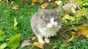 НАВОЗ сам себя НЕ ВЫВЕЗЕТ! 31.10.24