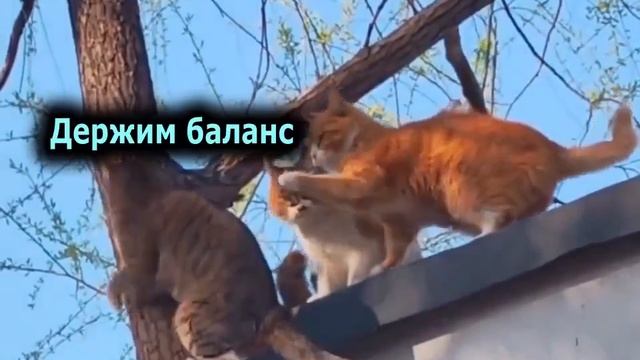 Корпорация Юмора - Сказ о том, как коты с дерева спускались смотреть онлайн