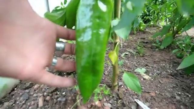 Corno di Toro Rosso | semena chilli смотреть онлайн