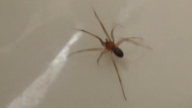False Black Widow Brown House Spider - Steatoda grossa narrated video смотреть онлайн