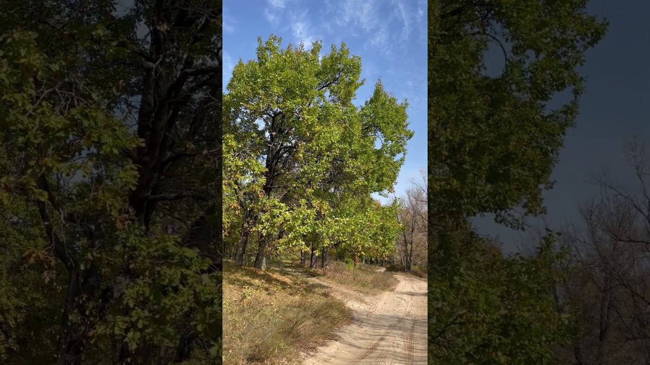 Солнечный лес / Звуки природы. смотреть онлайн