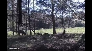 Одиноко гуляющий волк попал в фотоловушку в Базарносызганском районе