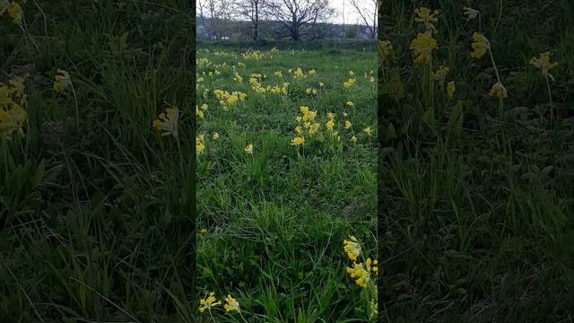 Лечебные растения в рационе питания 💥1