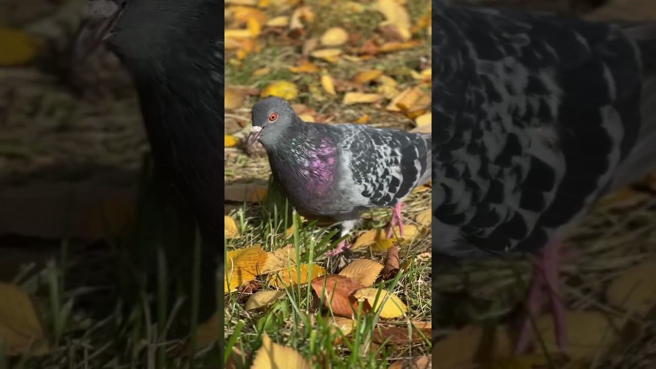 Осень моими глазами