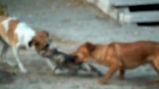 Hotel Bucanero - Santiago De Cuba - Dog Food смотреть онлайн