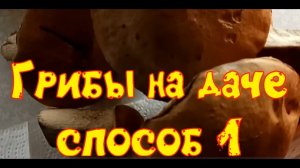 Как вырастить грибы? Подосиновики, подберезовики и белые грибы на даче.