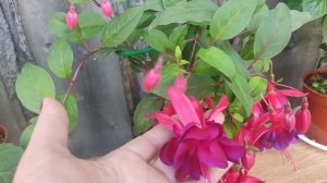 Фуксии. Обзор новых сортов в моей коллекции.