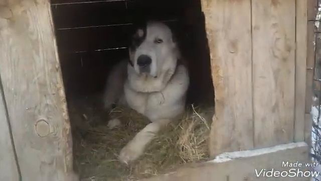 Бугай Алабай. Прощай петух...ПРИВЕТ СОБАКА✌ смотреть онлайн
