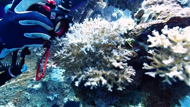 Tutorial: TG-5 and TG-4 with Fast Little Blue Fish смотреть онлайн