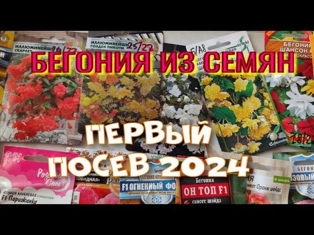 ПОСЕВ БЕГОНИИ. 2024г. ВИДЕО ДЛЯ НАЧИНАЮЩИХ. смотреть онлайн