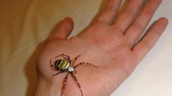 Паук пчела 🐝