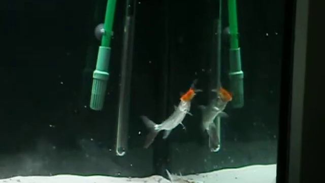 Goliath ATF feeding смотреть онлайн