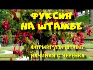 Фуксии на штамбе, как формировать штамб?