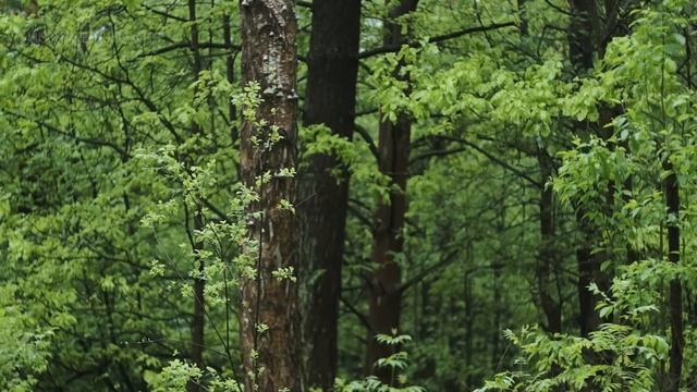 Дождливый лес 🌧️🌲 создает атмосферу спокойствия и умиротворения. Медитативная музыка 🎶 на 3 часа смотреть онлайн