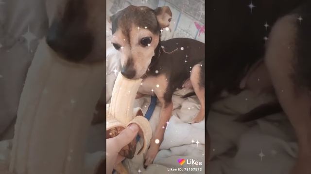 Прикол собака ест банан(еда) смотреть онлайн