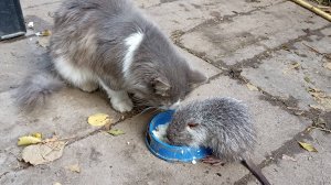 КОШКА ворует еду у НУТРИКА. 31.10.24