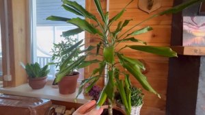 Обзор комнатных растений 🌿Уход. Мои наблюдения и истории 🌱
